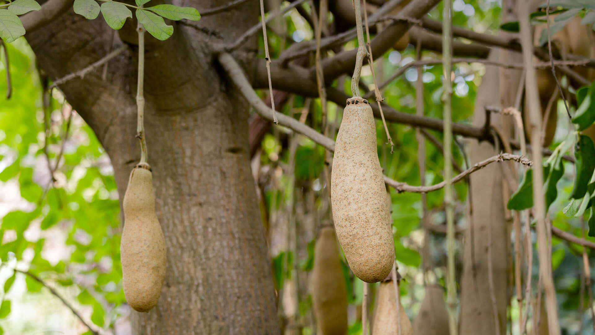 Sausage tree fruit