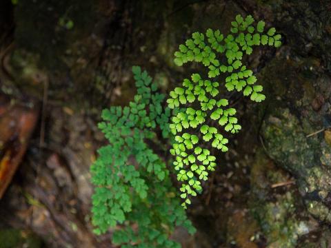 Maidenhair fern growing from a wet, rocky cliffside.