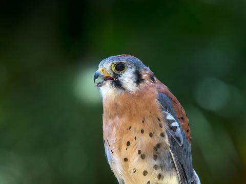 American kestrel