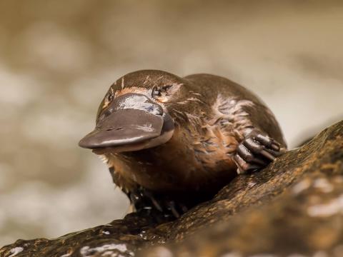 Platypus