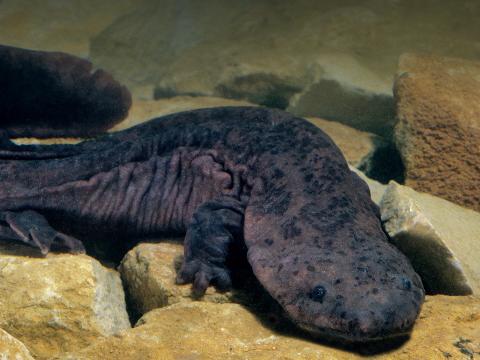 Chinese giant salamander in China.