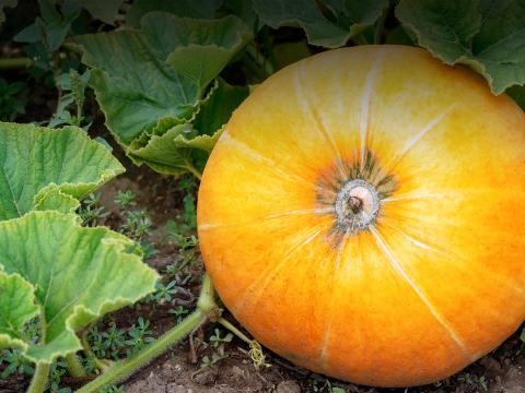 Pumpkin growing from its vine.