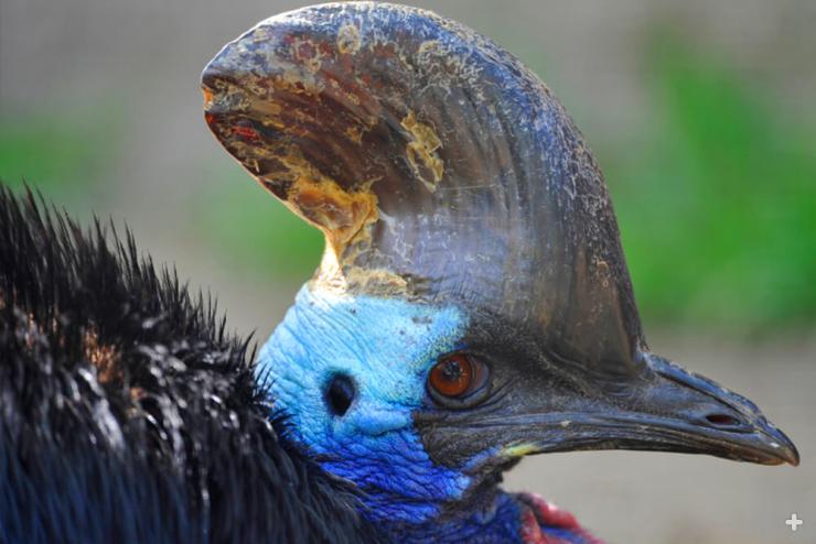 Southern cassowary