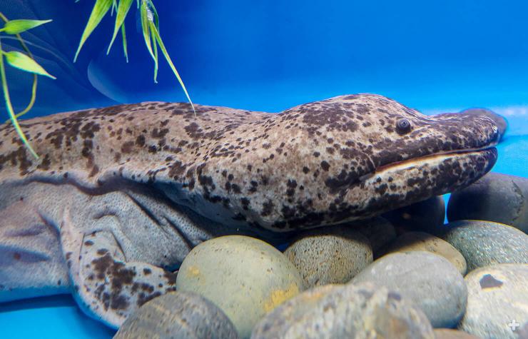 Chinese Giant Salamander
