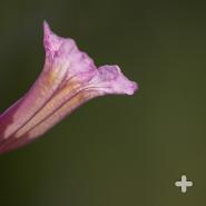 As the name implies, the tree's pink flowers are shaped like trumpets.