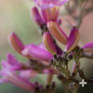 The pink trumpet tree’s flowers are considered “perfect,” having both male and female parts.