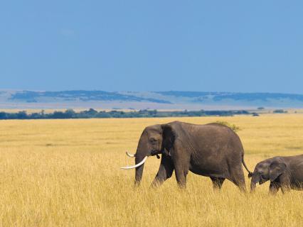 African plains