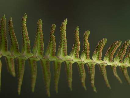 A Western Sword fern.